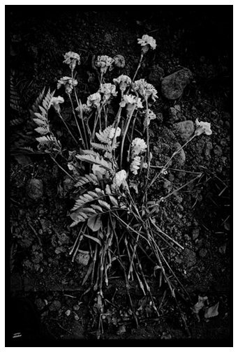 dead_flowers.jpg